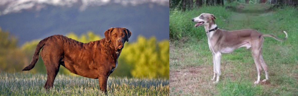 Mudhol Hound vs Chesapeake Bay Retriever - Breed Comparison