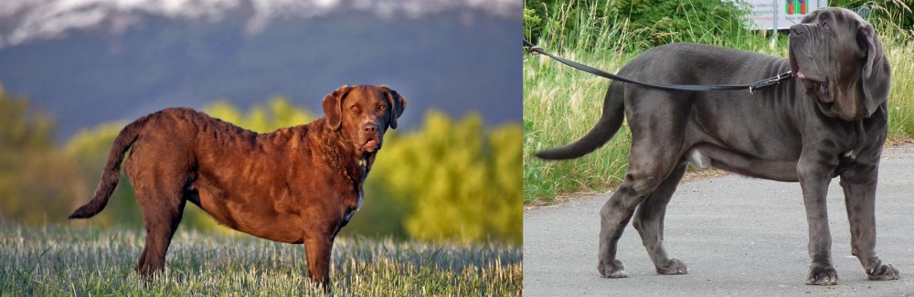 Neapolitan Mastiff vs Chesapeake Bay Retriever - Breed Comparison