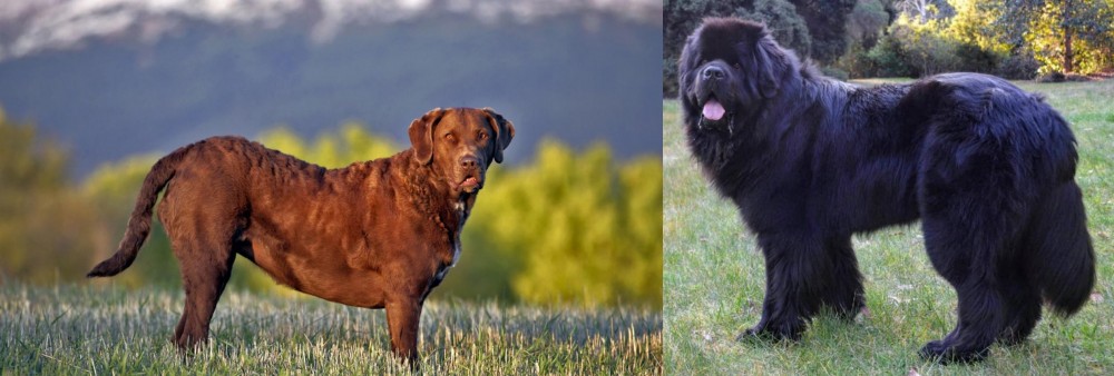 Newfoundland Dog vs Chesapeake Bay Retriever - Breed Comparison
