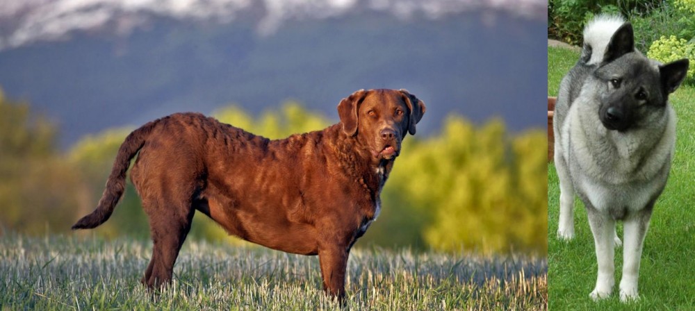 Norwegian Elkhound vs Chesapeake Bay Retriever - Breed Comparison