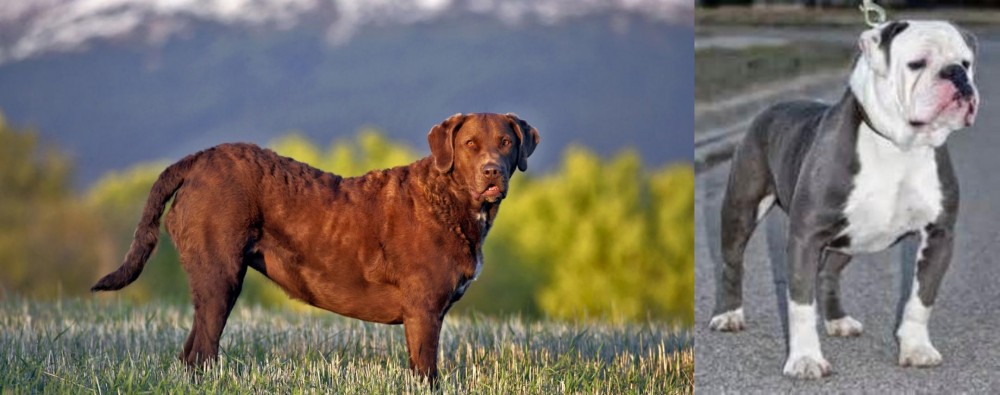 Old English Bulldog vs Chesapeake Bay Retriever - Breed Comparison