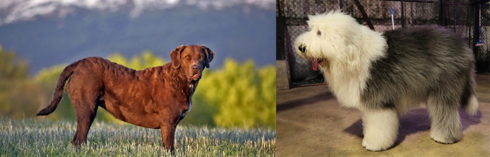 Old English Sheepdog vs Chesapeake Bay Retriever - Breed Comparison