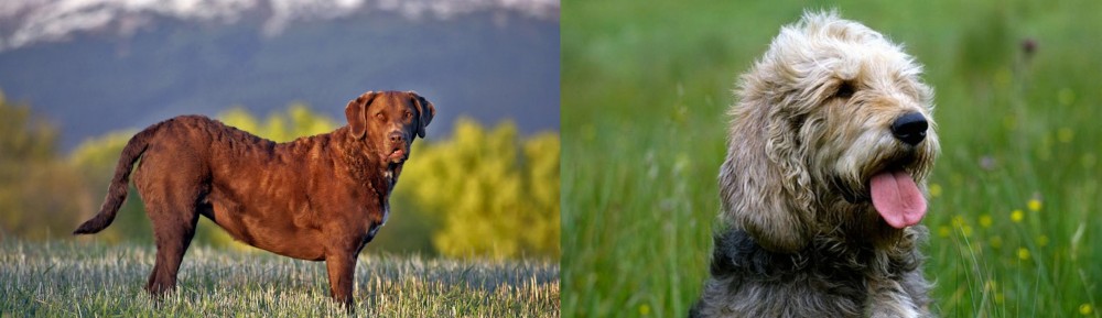 Otterhound vs Chesapeake Bay Retriever - Breed Comparison