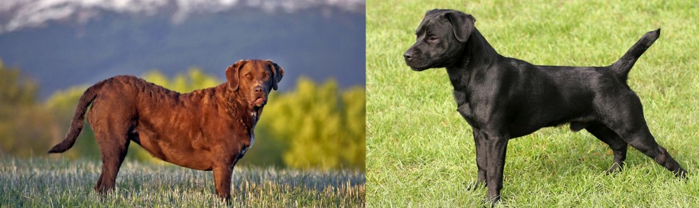 Patterdale Terrier vs Chesapeake Bay Retriever - Breed Comparison
