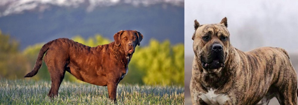 Perro de Presa Canario vs Chesapeake Bay Retriever - Breed Comparison
