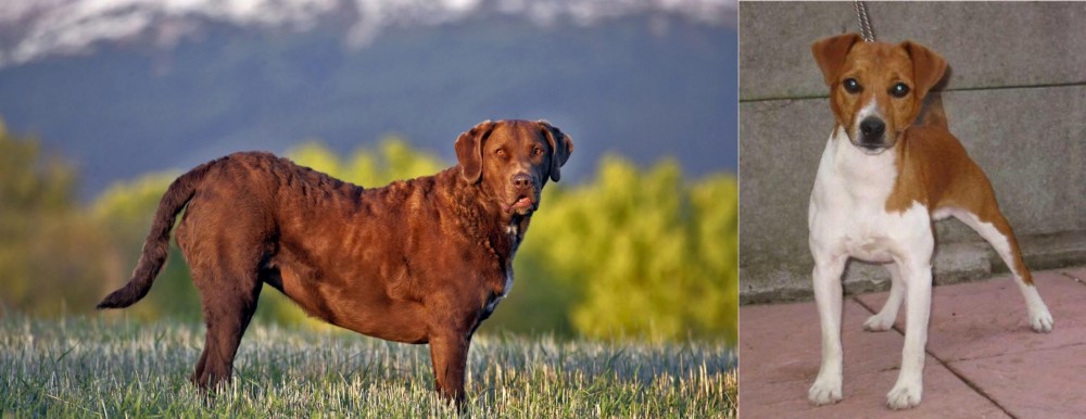 Plummer Terrier vs Chesapeake Bay Retriever - Breed Comparison