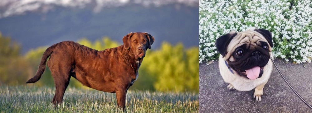 Pug vs Chesapeake Bay Retriever - Breed Comparison