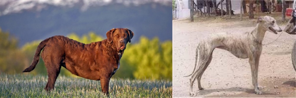 Rampur Greyhound vs Chesapeake Bay Retriever - Breed Comparison