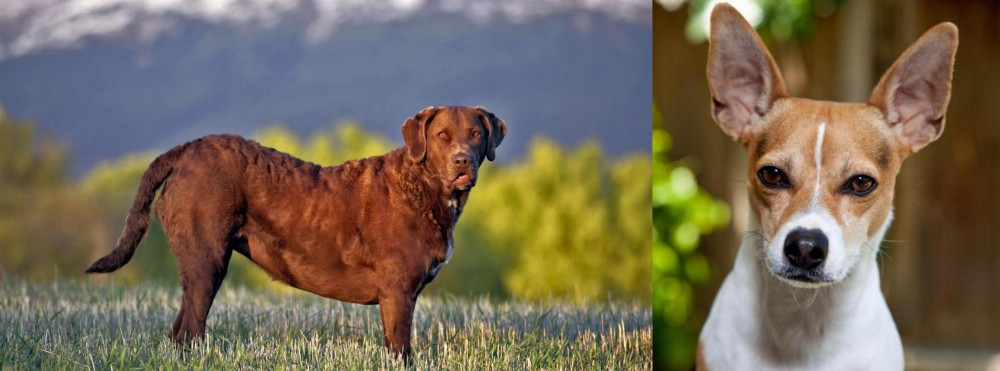 Rat Terrier vs Chesapeake Bay Retriever - Breed Comparison