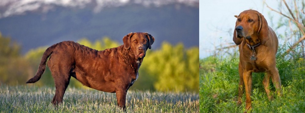 Redbone Coonhound vs Chesapeake Bay Retriever - Breed Comparison