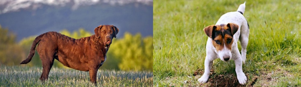 Russell Terrier vs Chesapeake Bay Retriever - Breed Comparison