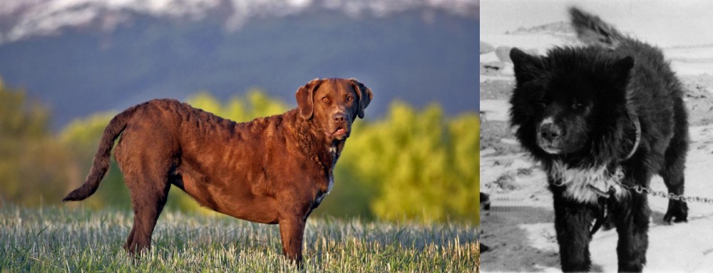 Sakhalin Husky vs Chesapeake Bay Retriever - Breed Comparison