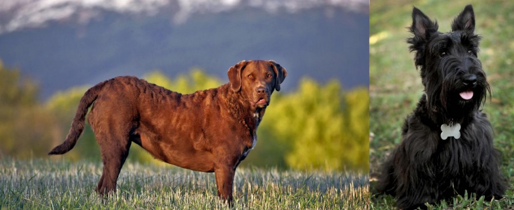 Scoland Terrier vs Chesapeake Bay Retriever - Breed Comparison