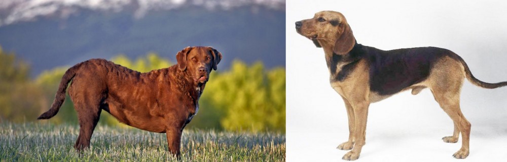 Serbian Hound vs Chesapeake Bay Retriever - Breed Comparison