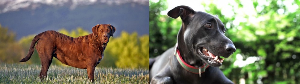 Shepard Labrador vs Chesapeake Bay Retriever - Breed Comparison