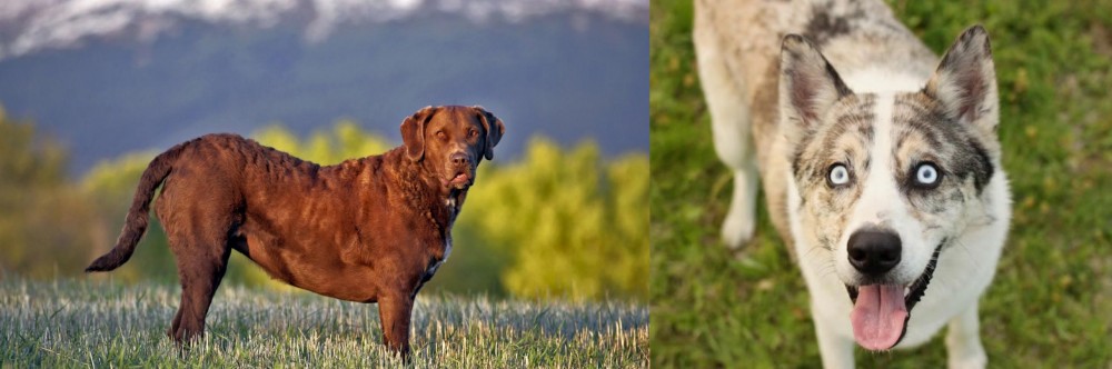 Shepherd Husky vs Chesapeake Bay Retriever - Breed Comparison