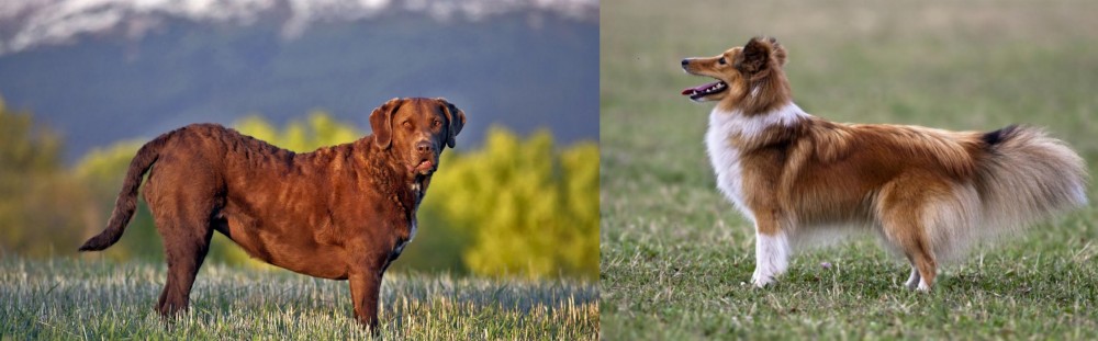 Shetland Sheepdog vs Chesapeake Bay Retriever - Breed Comparison