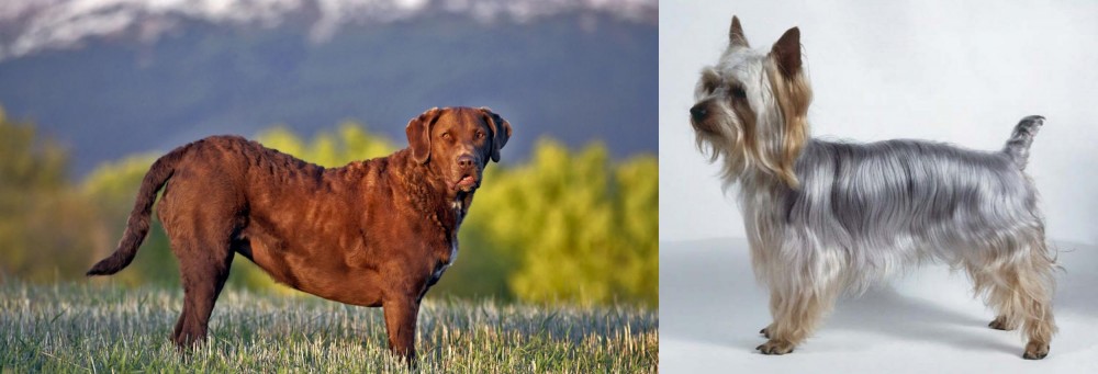 Silky Terrier vs Chesapeake Bay Retriever - Breed Comparison