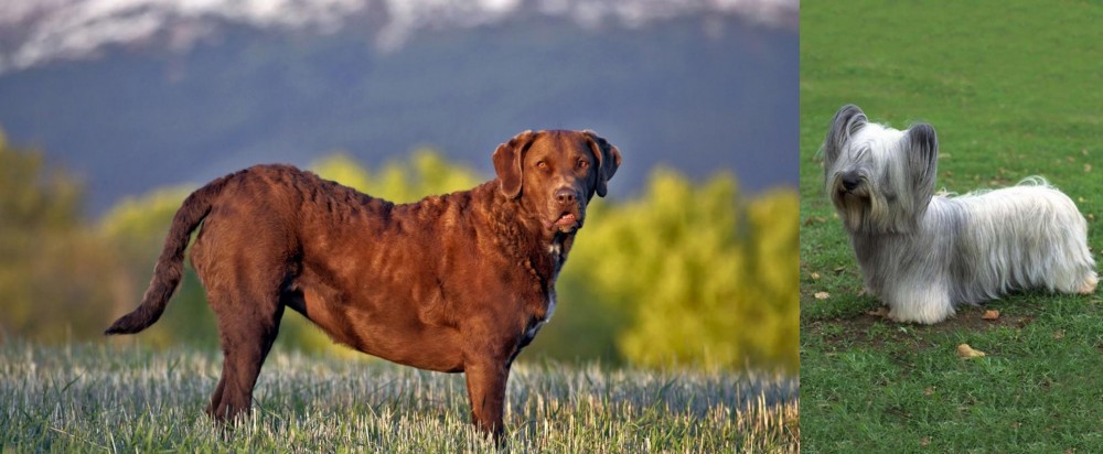 Skye Terrier vs Chesapeake Bay Retriever - Breed Comparison
