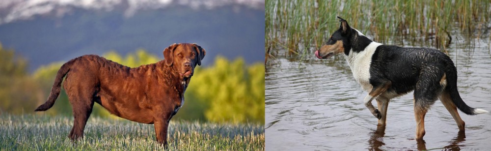 Smooth Collie vs Chesapeake Bay Retriever - Breed Comparison