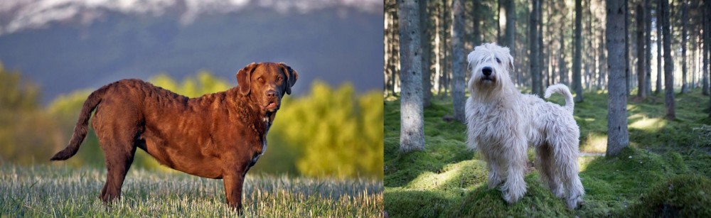 Soft-Coated Wheaten Terrier vs Chesapeake Bay Retriever - Breed Comparison