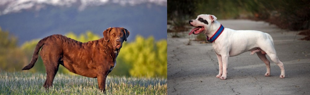 Staffordshire Bull Terrier vs Chesapeake Bay Retriever - Breed Comparison