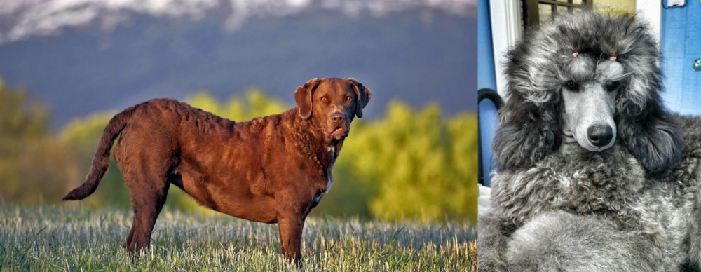 Standard Poodle vs Chesapeake Bay Retriever - Breed Comparison