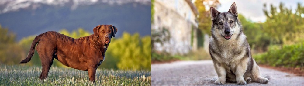 Swedish Vallhund vs Chesapeake Bay Retriever - Breed Comparison