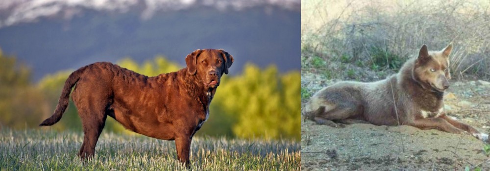 Tahltan Bear Dog vs Chesapeake Bay Retriever - Breed Comparison