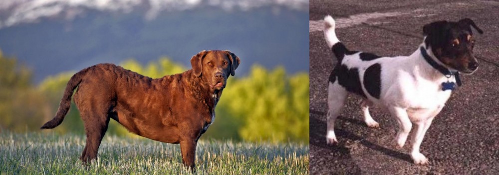 Teddy Roosevelt Terrier vs Chesapeake Bay Retriever - Breed Comparison