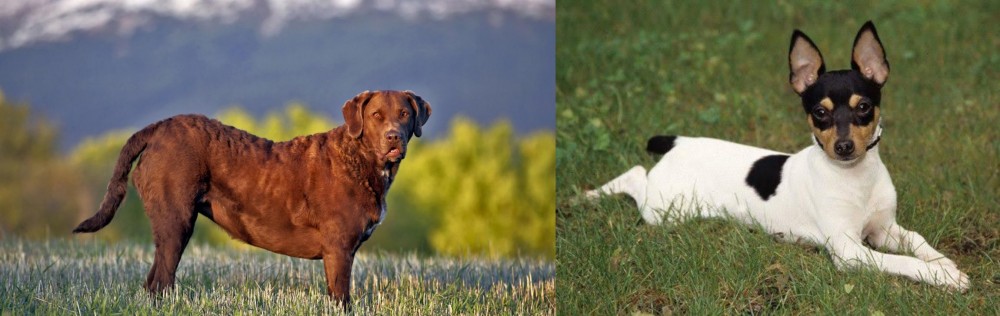 Toy Fox Terrier vs Chesapeake Bay Retriever - Breed Comparison