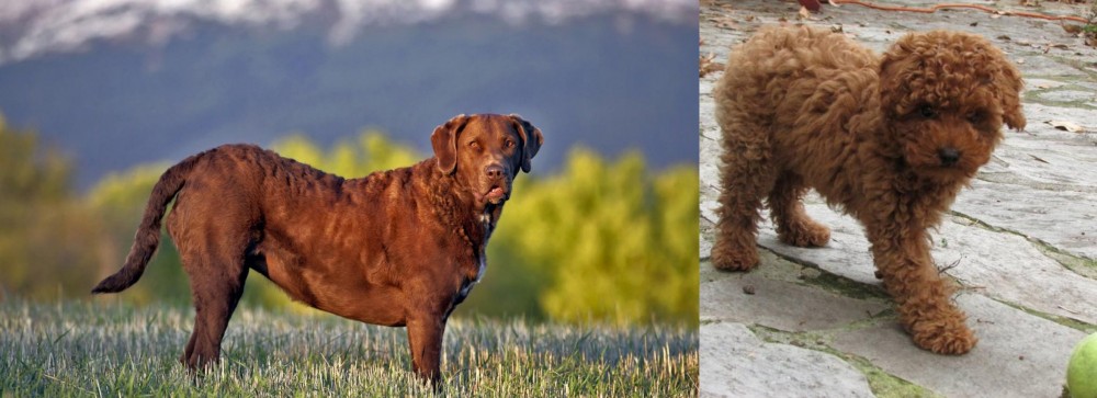 Toy Poodle vs Chesapeake Bay Retriever - Breed Comparison