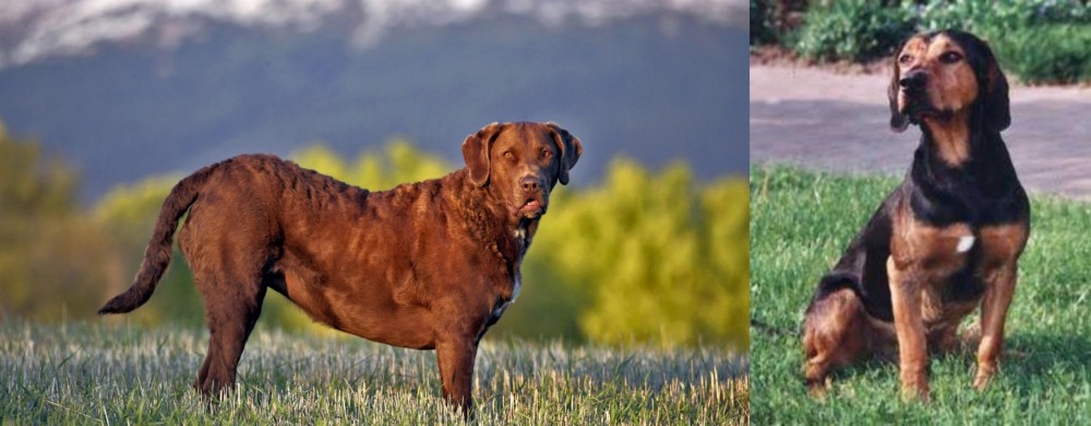 Tyrolean Hound vs Chesapeake Bay Retriever - Breed Comparison