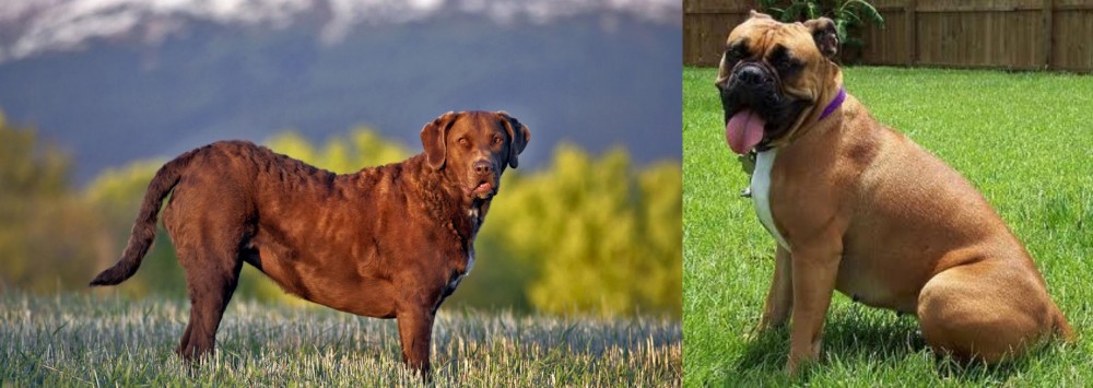 Valley Bulldog vs Chesapeake Bay Retriever - Breed Comparison