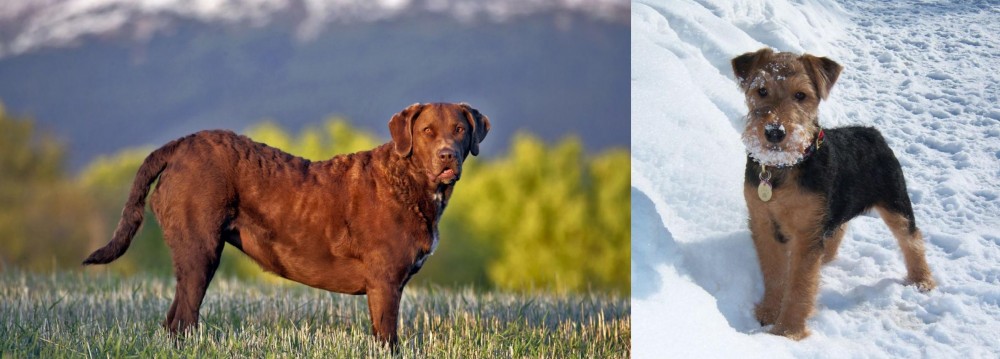 Welsh Terrier vs Chesapeake Bay Retriever - Breed Comparison