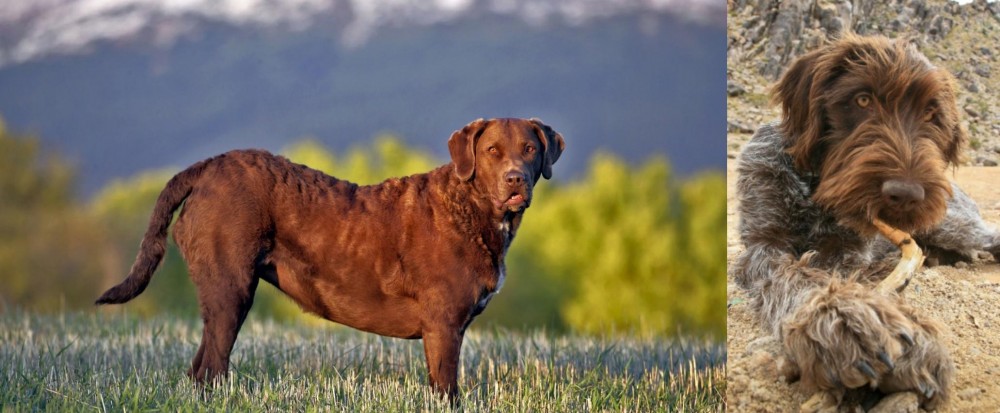 Wirehaired Pointing Griffon vs Chesapeake Bay Retriever - Breed Comparison