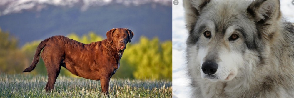 Wolfdog vs Chesapeake Bay Retriever - Breed Comparison