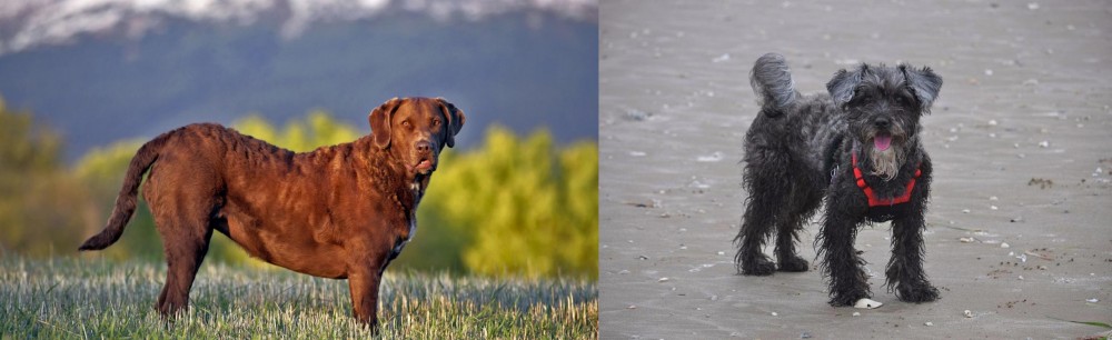 YorkiePoo vs Chesapeake Bay Retriever - Breed Comparison