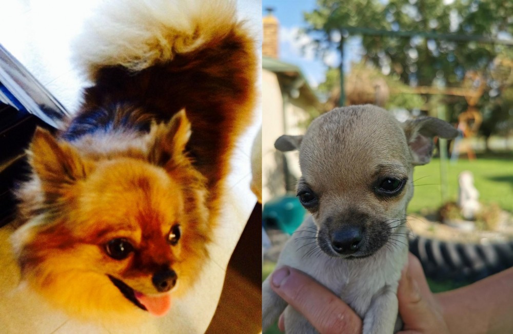 Chihuahua vs Chiapom - Breed Comparison