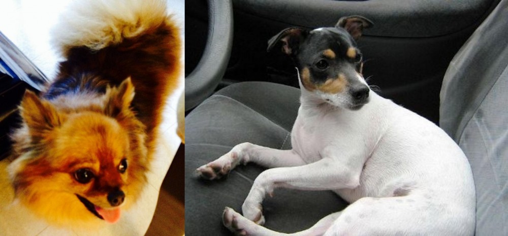 Chilean Fox Terrier vs Chiapom - Breed Comparison