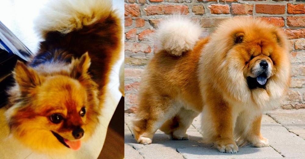 Chow Chow vs Chiapom - Breed Comparison