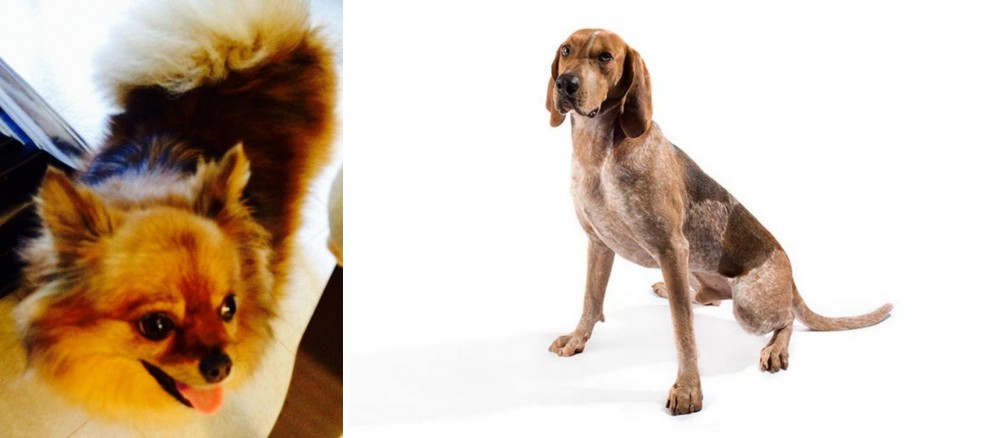 Coonhound vs Chiapom - Breed Comparison