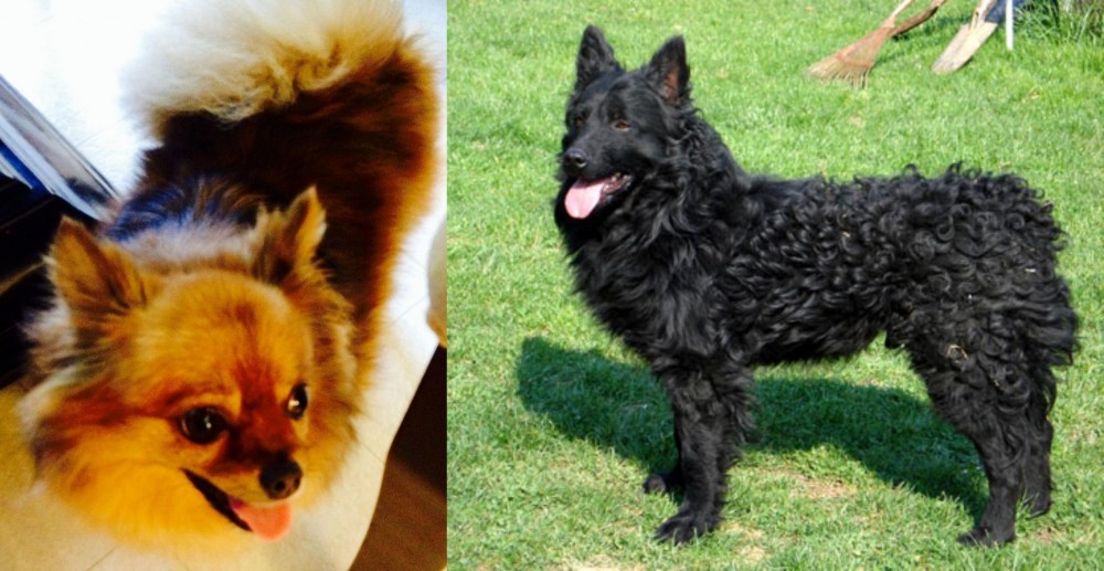 Croatian Sheepdog vs Chiapom - Breed Comparison