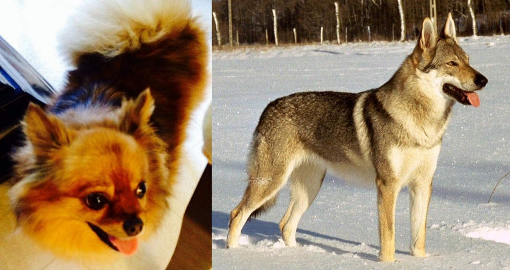 Czechoslovakian Wolfdog vs Chiapom - Breed Comparison