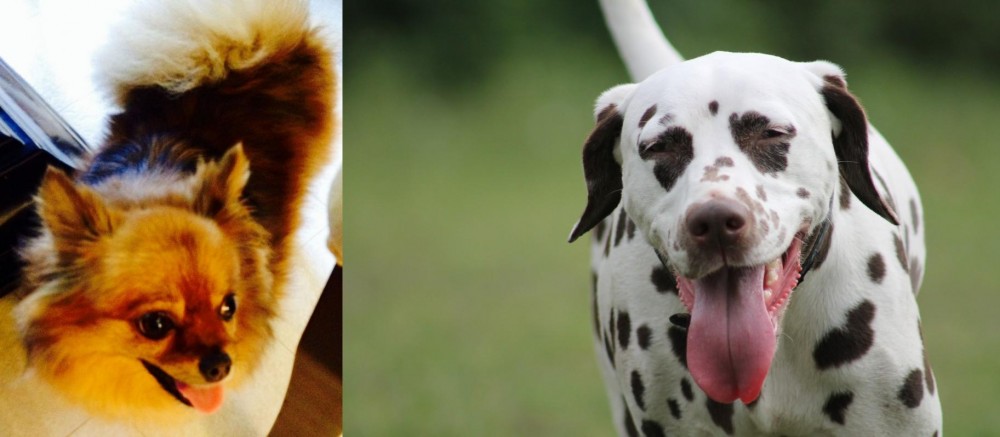 Dalmatian vs Chiapom - Breed Comparison