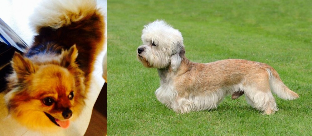 Dandie Dinmont Terrier vs Chiapom - Breed Comparison