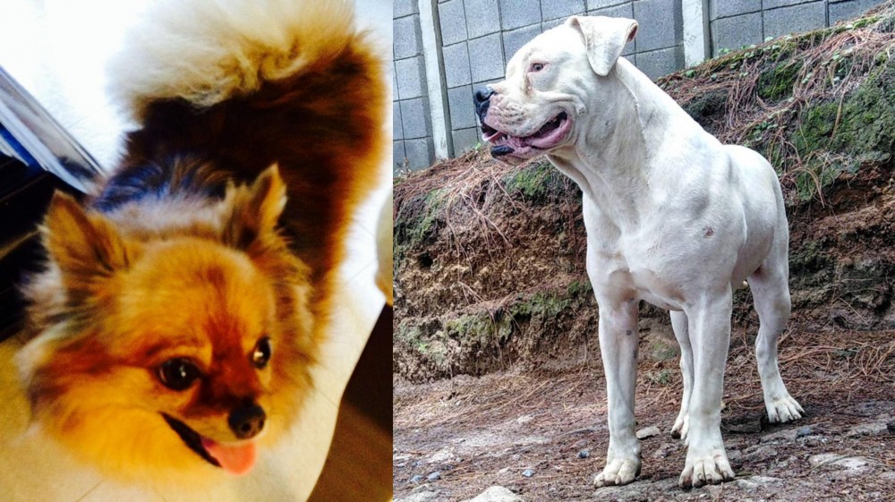 Dogo Guatemalteco vs Chiapom - Breed Comparison