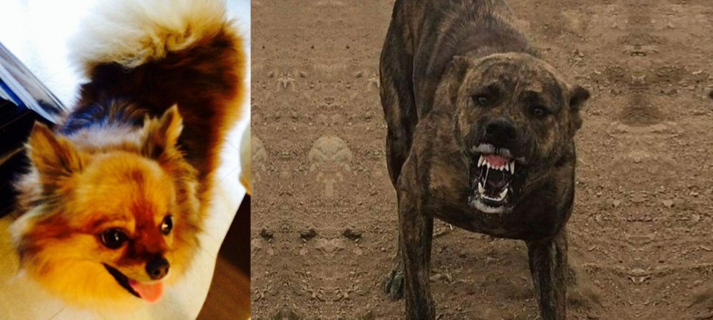 Dogo Sardesco vs Chiapom - Breed Comparison