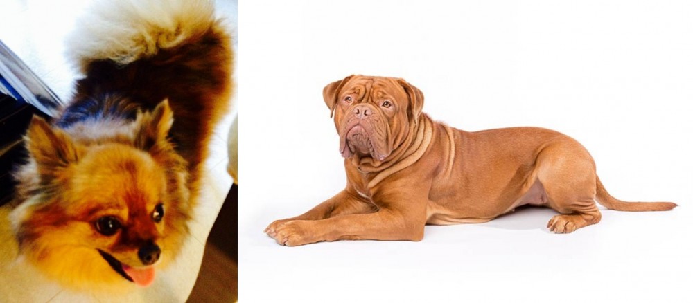 Dogue De Bordeaux vs Chiapom - Breed Comparison