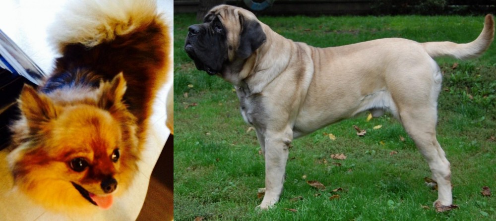 English Mastiff vs Chiapom - Breed Comparison